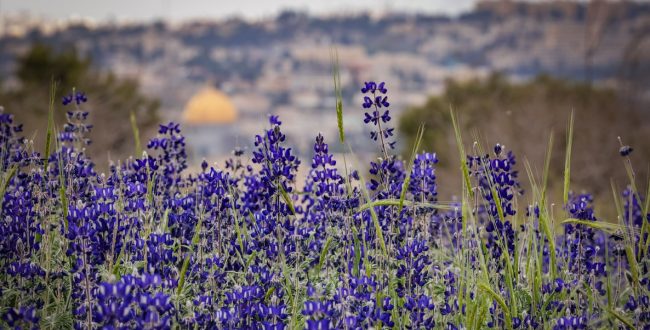 the “Lupine Hill”, in Jerusalem. Photo: Flash 90