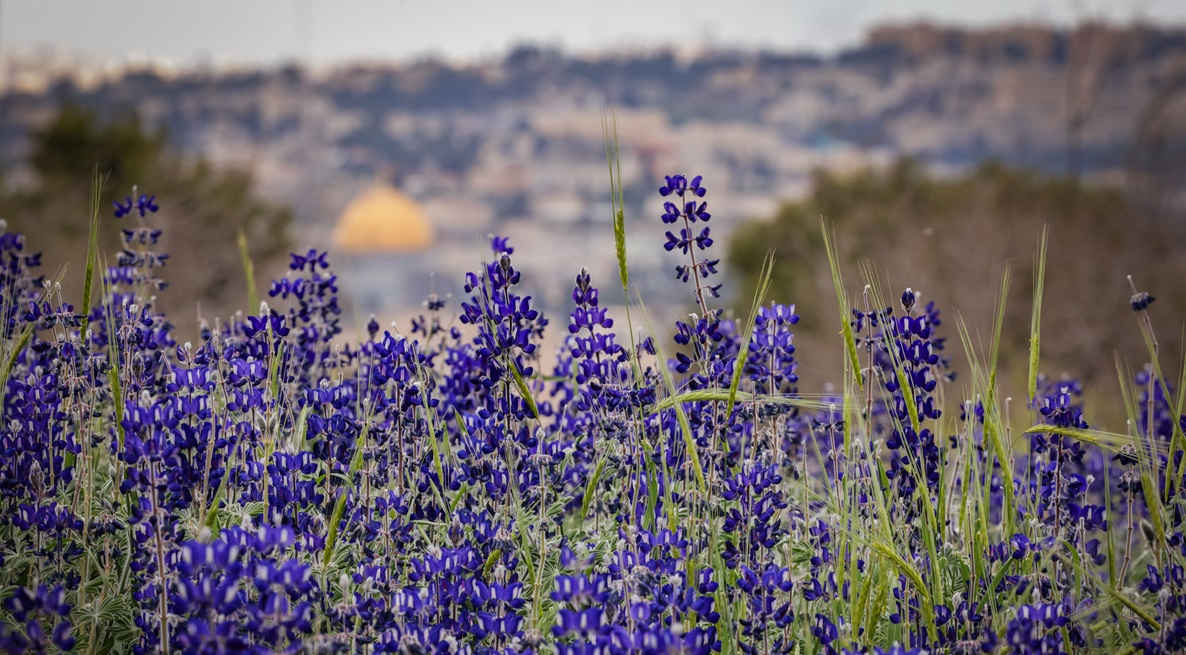 the “Lupine Hill”, in Jerusalem. Photo: Flash 90